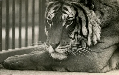 タイガーサム、ロンドン動物園、1925年