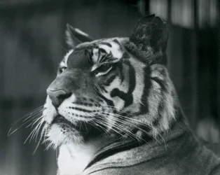 1927年にロンドン動物園でタイグレスサリー