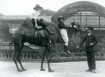 1924年にロンドン動物園を訪問中に、飼育係が保持しているフタコブラクダにポーズをとる2人のカウガール