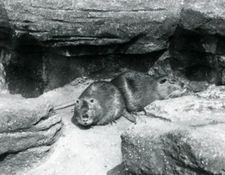1925年4月、ロンドン動物園の囲いの中の岩の間で休んでいる2つのヌートリア