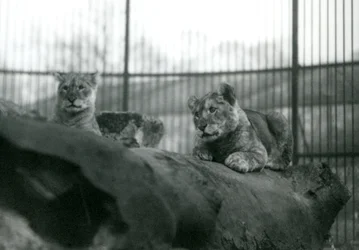 1924年4月にロンドン動物園の飼育場で飼育場で生まれた2頭のライオンの子