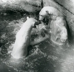 2匹のホッキョクグマがプールでゴロゴロ。 1926年にロンドン動物園