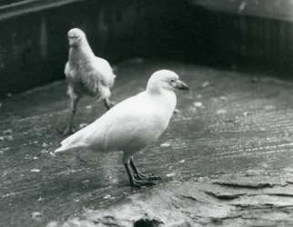 1927年8月、ロンドン動物園で地面に立って歩いている2つの雪に覆われたハシビロコウ