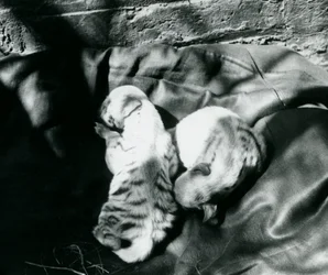 1914年頃、ロンドン動物園で2つの縞模様のハイエナの子
