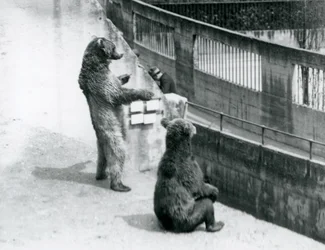 1925年7月、ロンドン動物園のMappin Terracesから見下ろす2匹のヒグマ、1匹は後ろ足で立ち、もう1匹は座っている