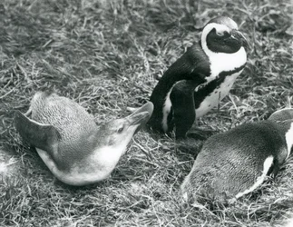 1925年4月にロンドン動物園で座っている、草の上に横になっている少年2羽と大人1羽の黒足ジャッカスアフリカペンギン