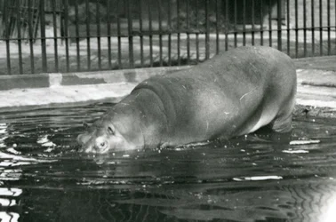 1927年8月にロンドン動物園で彼のプールに入る若いカバボビー