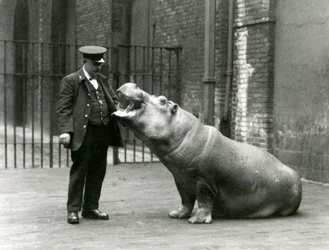 1923年7月、ロンドン動物園のキーニーアーニーボーマンに座っている若いカバボビー（bw写真）