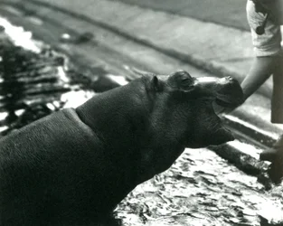 1920年9月、ロンドン動物園で飼育係と一緒にいた若いカバ「ボビー」