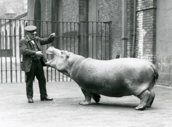 飼育係の若いカバボビー、アーニーボーマン、ロンドン動物園、1923年7月（bw写真）