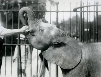 1925年7月、ロンドン動物園でおやつを与えられている若い女性のアフリカのピグミーエレファントウージャ