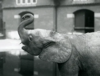 1925年8月、ロンドン動物園でトランクを育てる若い女性のアフリカのピグミーエレファントウージャ