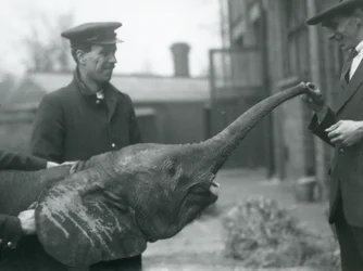 1925年6月、ロンドン動物園でおやつをあげるために若い女性のアフリカのピグミーエレファントウージャがトランクを上げる