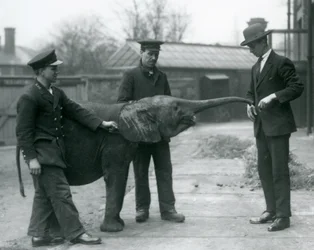 1925年6月、ロンドン動物園でおやつをあげるために若い女性のアフリカのピグミーエレファントウージャがトランクを上げる
