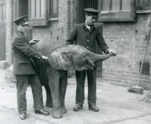 1925年4月、ロンドン動物園の飼育係からおやつのためにトランクを上げる若い女性のアフリカのピグミーエレファントウージャ