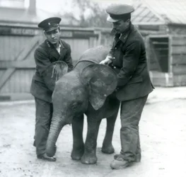 1925年4月にロンドン動物園で2人の飼育係と一緒にいた若い女性のアフリカのピグミーエレファントウージャ