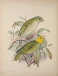 Psittirostra Psittacea、Scott B. Wilson 作「Aves Hawaiienses : the birds of the Sandwich Islands」より