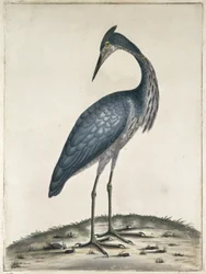 アオサギ、1789年（トイレと紙にインク）