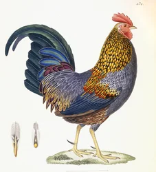 ヘン、プレート232、「鳥のカラープレートの新しいコレクション」、1820〜 1839年
