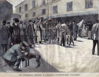 メゾン・アルフォール（Maison-Alfort）の獣医学部でラクダが治療を受けている様子。La petite Gironde "に掲載された1899年のイラスト。
