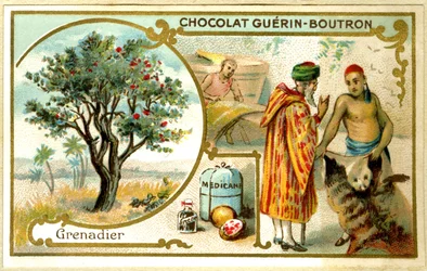 GuérinBoutronチョコレートの広告クロモリトグラフィー（クロモリトグラフ）