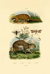 アリクイ、1833-39