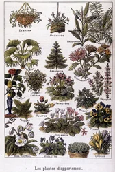 アパートの植物、1901年02月02日（エングレーヴィング）