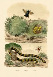 Banded Krait、1833-39