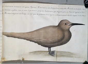 ブラジル、フリオ岬のフォイルー（アジサシ）と呼ばれる鳥、フランスのCompagnie royale de la Mer du Sudの船長Jacques Gouin de Beauchesne（1652-1730）が1698年から1701年にかけて作成した航海日誌の水彩画
