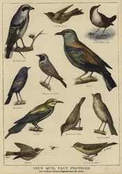 養殖への利益のために保護を必要としている鳥