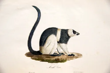 クロシロエリマキキツネザル、Étienne Geoffroy Saint-Hilaire と Frédéric Cuvier による『Histoire Naturelle des Mammifères, avec des figures originales』より、1824-42
