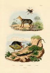 セグロジャッカル、1833-39