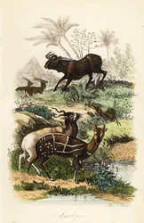 クロヌー、Connochaetes gnou、絶滅寸前のアダックスまたはスクリューホーンアンテロープ、Addax nasomaculatus、およびハーネスドブッシュバックまたはキューウェル、Tragelaphus scriptus
