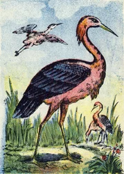 アオサギ：ミミズや爬虫類を捕食する鳥鷲。アメリカとカリブ海に生息。Alphabet des oiseaux "のエングレーヴィング。ポン・ア・ムーソンのイメージ、マルセルおよび/またはルイ・ヴァーニュ、印刷・出版業者、19世紀後半。16ページ。薄さ：20,5 x 14 c