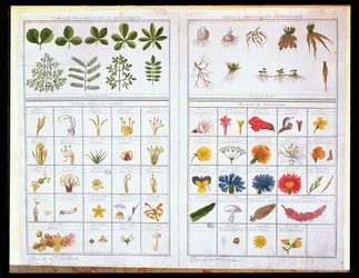 カールフォンリンネ（1707-78）とジョセフピットンドトゥルヌフォール（1656-1708）後の植物表、18世紀後半（カラー彫刻）