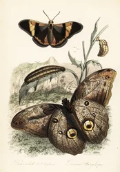 Brassolis sophorae蝶、さなぎ、幼虫の幼虫