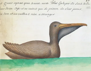 ブラウン・ペリカン（Pelecanus occidentalis）、ガラパゴス諸島、フランスのCompagnie royale de la Mer du Sudの船長Jacques Gouin de Beauchesne（1652-1730）が1698年から1701年にかけて作成した航海日誌からの水彩画