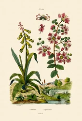 ケープカウスリップ、1833-39