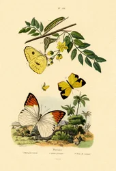 雲一つない硫黄、1833-39