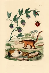 コーティ、1833-39