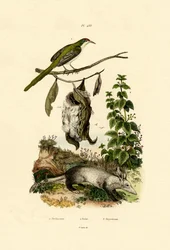 Common Tailorbird、1833-39