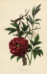 クモの巣を持つシャクヤク（Paeonia officinalis）。
