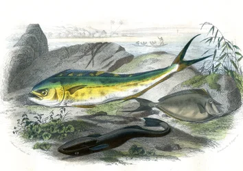 Coryphene Hippurus（コリフェンスズメダイ、カメレオンフィッシュ） - En bas: echeneis remora et le nason licornet - Bernard Germain de Lacepede (1856-1925), edition P.Furme, ParisのNatural Historyより抜粋。