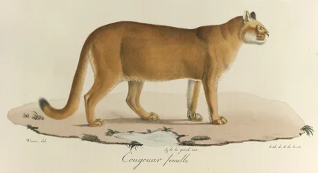 Cougar、「Histoire Naturelle des Mammères」の女性クーガー（カラーリソ）