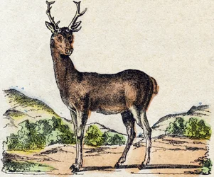 鹿です。Alphabet des animaux sauvages "に掲載されている彫刻。9th Serie.エピナルのイメージ、ペラン、印刷・出版業者、1870年頃。木にステンシルで描かれた版画。16ページ。16ページ。厚さ20×15cm。個人蔵