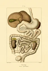 消化器系、1833-39