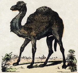 ドロメダリー。Alphabet des animaux sauvages "に掲載されている彫刻。9番目のシリーズ。エピナルのイメージ、ペラン、印刷出版社、1870年頃。木にステンシルで描かれた版画。16ページ。20×15cm。個人蔵