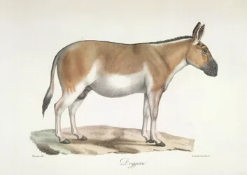 Dziggetai、哺乳類の自然史から (色リソ)