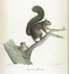 Ecureuil des Pyrenees、リス、哺乳類の自然史から（カラーリソ）