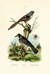 フィールドフェア、1833-39